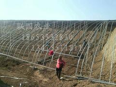 【土建溫室大棚建設(shè)_土建溫室大棚設(shè)計(jì)_土建溫室大棚承建】土建溫室大棚建設(shè)_土建溫室大棚設(shè)計(jì)_土建溫室大棚承建批發(fā)價(jià)格,廠(chǎng)家,圖片,淄博聯(lián)國(guó)農(nóng)業(yè)發(fā)展 -