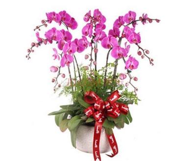 紫氣東來花（常見盆栽植物）的養(yǎng)護(hù)指南