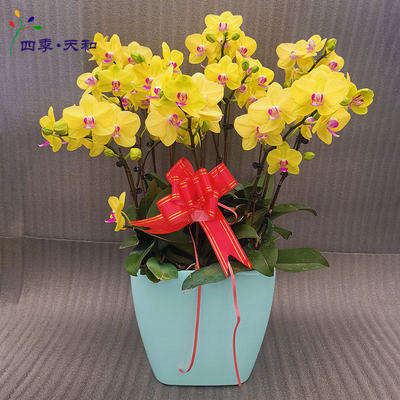 春節(jié)黃蝴蝶蘭 商務(wù)年宵首選，好評(píng)店鋪與化妝品零售的跨界亮點(diǎn)